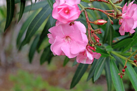 夹竹桃花
