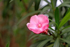 夹竹桃花