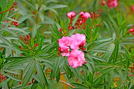 夹竹桃花