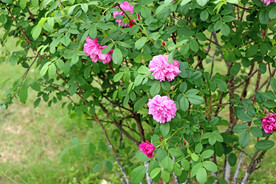 月季花