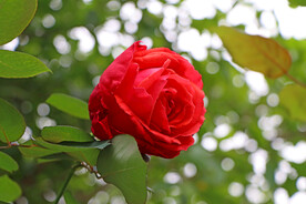 玫瑰花