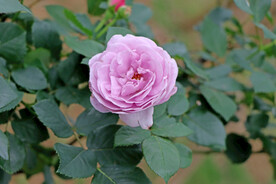 玫瑰花