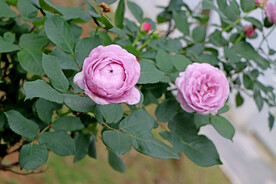 玫瑰花