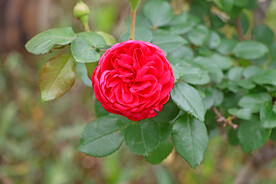 玫瑰花