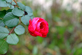 玫瑰花
