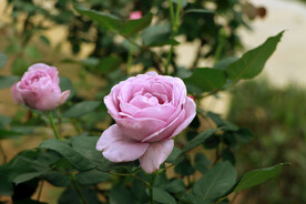 玫瑰花