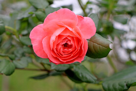 玫瑰花