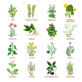 植物插画