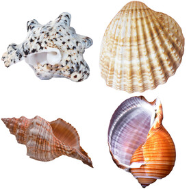 海螺