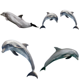 海豚 
