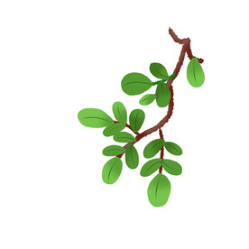 树叶植物 