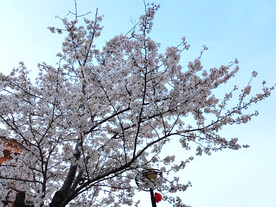 东京樱花