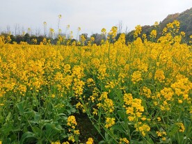 油菜花风光