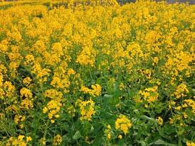 油菜花海