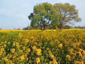 油菜花海