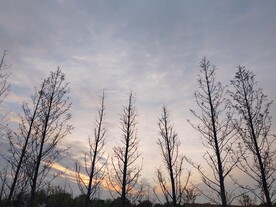 夕阳杉树林
