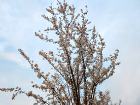 东京樱花 