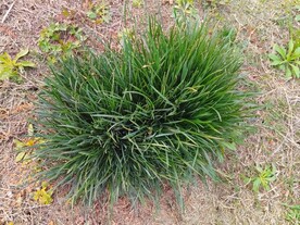 野草马兰