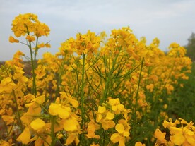 盛开的油菜花