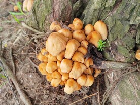 晶鬼伞狗屎苔