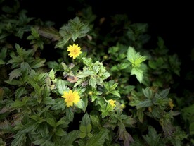 灯光下小黄花