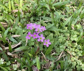 草丛小花