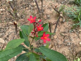绿化花卉