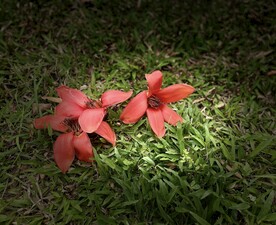 木棉花