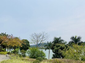 风景树木