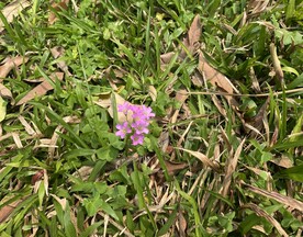 野生花