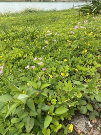 花丛植物