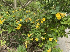 观赏性鲜花