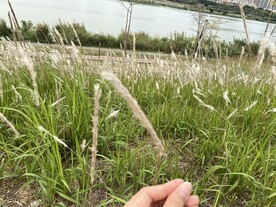 草地