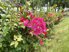 梅红叶子花