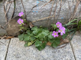 野生小花 