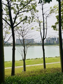 木棉树
