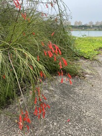 花丛