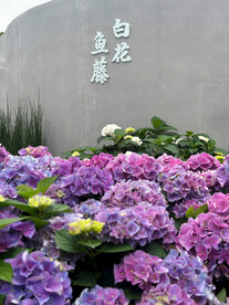 绣球花