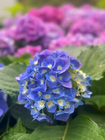绣球花