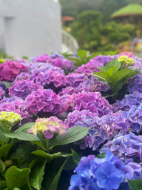 绣球花