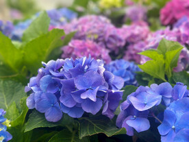 绣球花