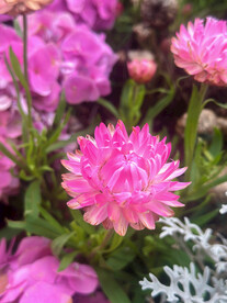 麦秆菊