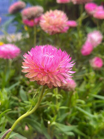 麦秆菊