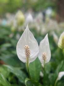 白鹤芋