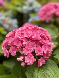 绣球花