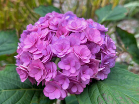 绣球花