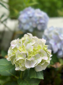 绣球花