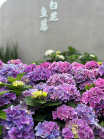 绣球花