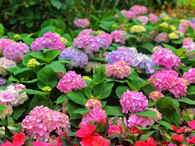 绣球花