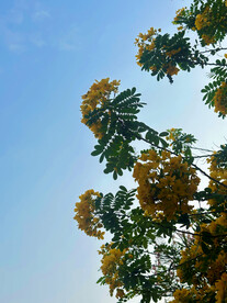 决明